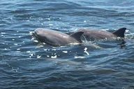 Orange Beach Dolphin Cruise thumbnail 6