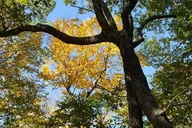 Pigeon Forge Trees of Many Colors Tour thumbnail 6