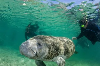 Crystal River Manatee Snorkeling Tour