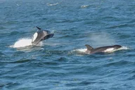Anacortes Whale Watching Tour thumbnail 3