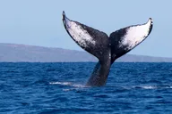 Kona Whale Watching Tour thumbnail 2