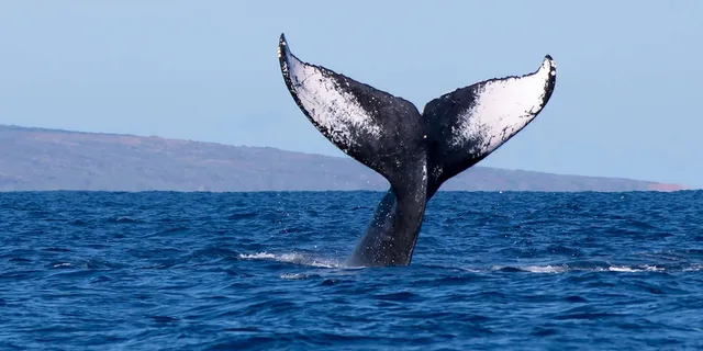 Kona Whale Watching Tour - Image 2