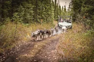 Fairbanks Sled Dog Mushing Cart Ride thumbnail 3