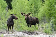 Jackson Grand Teton National Park Tour Half-Day thumbnail 4
