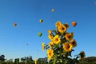Napa Valley Balloon Ride and Wine Tour thumbnail 3