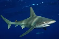 Oahu Shark Cage Diving North Shore 2 hr thumbnail 6