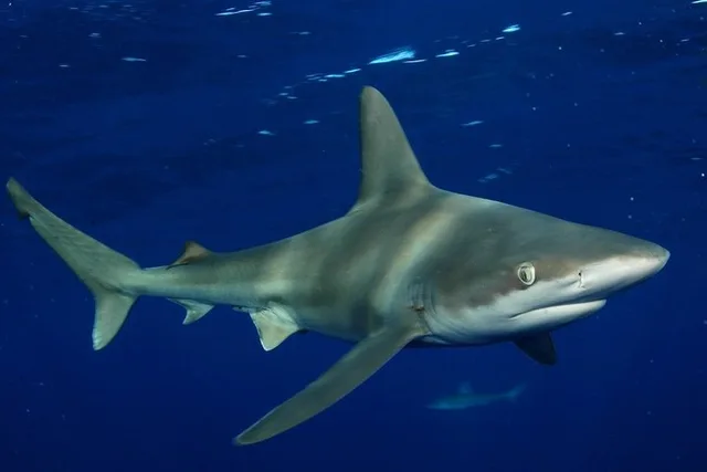 Oahu Shark Cage Diving North Shore 2 hr - Image 6