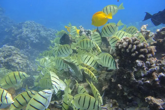 Ka'anapali Snorkel Adventure 2 hr - Image 4
