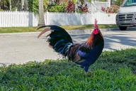 Key West Audio Guide Journey thumbnail 2