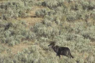 Yellowstone Lamar Valley Hiking Tour thumbnail 5