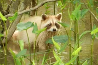 New Orleans Swamp and Bayou Boat Tour thumbnail 6