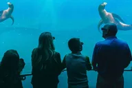 Sevierville Digital Ocean Adventure thumbnail 2