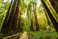 San Francisco Muir Woods Shuttle Tour thumbnail 2