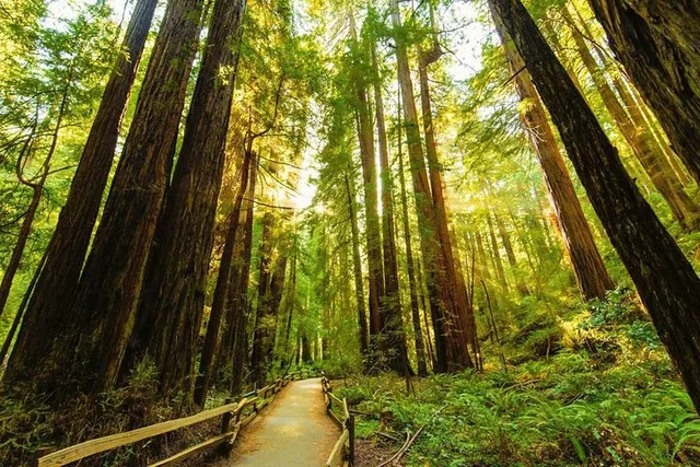 San Francisco Muir Woods Shuttle Tour - Image 2