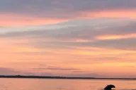 Hilton Head Dolphin Tour at Sunrise thumbnail 6