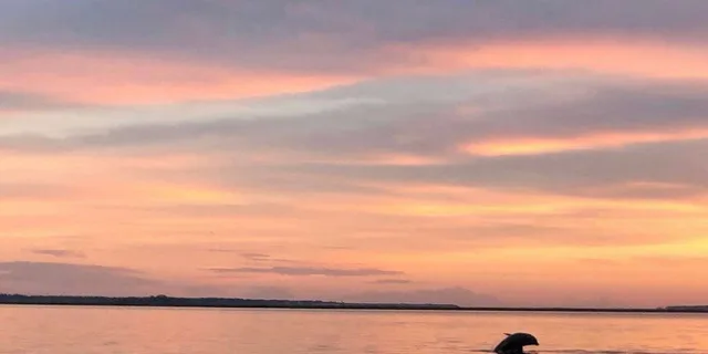 Hilton Head Dolphin Tour at Sunrise - Image 6