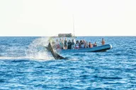 Maui Dolphin and Whale Watching Eco-Raft Tour 2 hr thumbnail 5