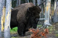 Yellowstone Private Lower Loop Adventure with Lunch thumbnail 6