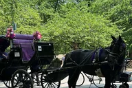 New York City Horse Carriage Ride in Central Park thumbnail 2