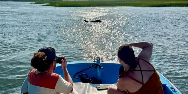 Charleston Morris Island Dolphin Cruise - Image 6