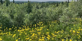 Anchorage Glacial Lake and Waterfall Tour