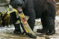 Ketchikan Bear Viewing Tour by Land and Sea thumbnail 3