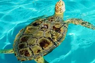 Key West Wildlife and Nature Day Tour thumbnail 5