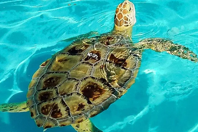 Key West Wildlife and Nature Day Tour - Image 5