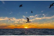 Newport Beach Sunset Cruise thumbnail 4