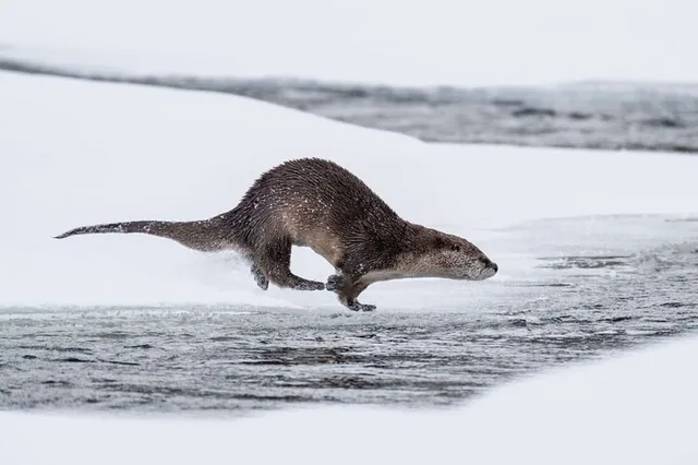 Yellowstone Winter Adventure - Image 4