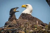 Haines Private Nature and Photography Tour thumbnail 4