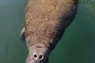 Crystal River Manatee Watching Cruise 1.5 hr thumbnail 1