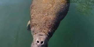 Crystal River Manatee Watching Cruise 1.5 hr