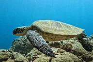 Honolulu Introductory Scuba Diving for Beginners thumbnail 4