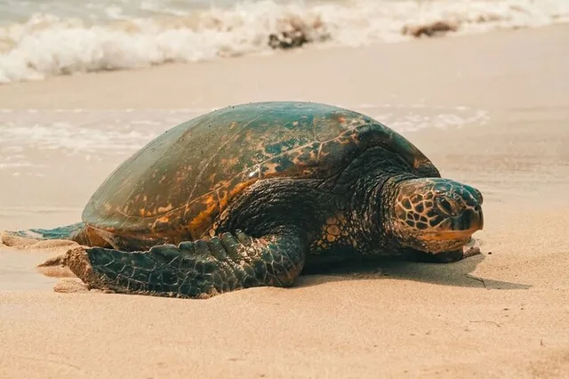 Oahu Private Island Tour - Image 3