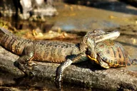 New Orleans Airboat Swamp Adventure thumbnail 4