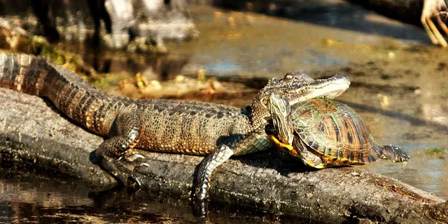 New Orleans Airboat Swamp Adventure - Image 4