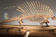Chicago Field Museum Digital Tour thumbnail 3