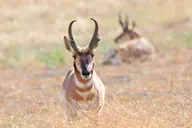 Salt Lake City Birding and Nature Tour thumbnail 4