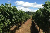 Portland Wine Tasting Tour in Willamette Valley thumbnail 5