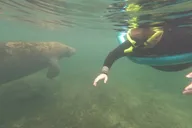 Crystal River Manatee Snorkel Tour with Guide thumbnail 6