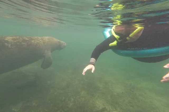 Crystal River Manatee Snorkel Tour with Guide - Image 6
