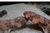 Santa Monica Aquarium Experience thumbnail 3