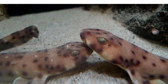 Santa Monica Aquarium Experience - Image 3