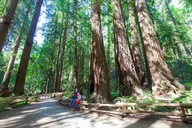 San Francisco Muir Woods Tour thumbnail 3
