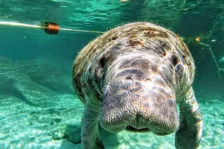 Silver Springs Manatee Kayak Tour 90 Min