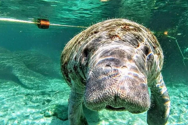 Silver Springs Manatee Kayak Tour 90 Min - Image 1