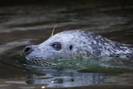 Ketchikan Whale Watching and Wilderness Dining thumbnail 5