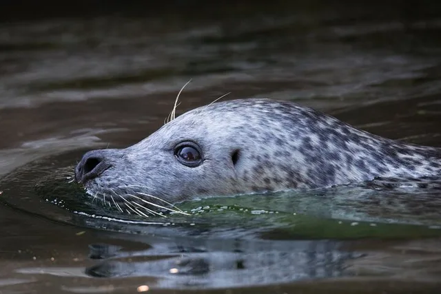 Ketchikan Whale Watching and Wilderness Dining - Image 5