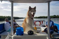 Naples Dog-Friendly Boat Tour to Keewaydin Island thumbnail 4